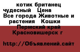 котик британец чудесный › Цена ­ 12 000 - Все города Животные и растения » Кошки   . Пермский край,Красновишерск г.